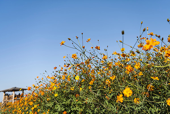 포토 JPG 주간 꽃 여러송이 꽃밭 자연 하늘 한국 풍경 사람없음 야외 가을풍경 맑음 가을 코스모스 인천 황화코스모스 국내포토 자연요소 식물 계절 아시아 다수 날씨 생태계 파일형식 가을_계절