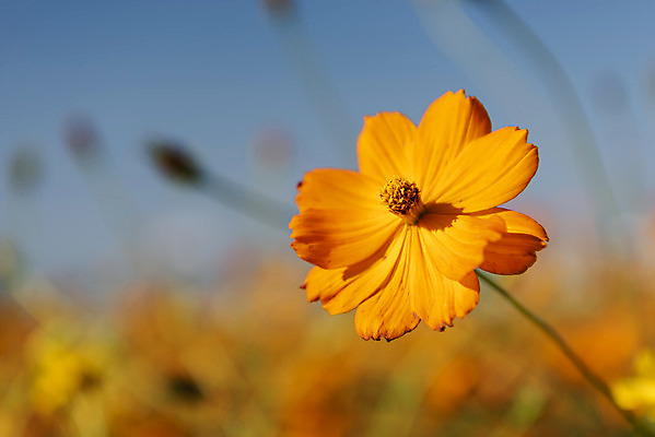 포토 JPG 주간 꽃 여러송이 꽃밭 자연 하늘 한국 풍경 근접촬영 사람없음 야외 아웃포커스 가을풍경 맑음 가을 코스모스 인천 황화코스모스 국내포토 자연요소 식물 계절 아시아 뷰포인트 다수 날씨 촬영기법 생태계 파일형식 가을_계절