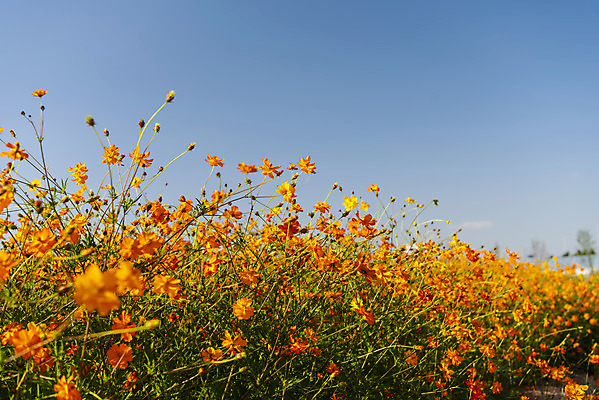 포토 JPG 주간 꽃 여러송이 꽃밭 자연 하늘 한국 풍경 사람없음 야외 가을풍경 맑음 가을 코스모스 인천 황화코스모스 국내포토 자연요소 식물 계절 아시아 다수 날씨 생태계 파일형식 가을_계절