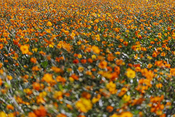 포토 JPG 주간 꽃 여러송이 꽃밭 자연 한국 풍경 사람없음 야외 아웃포커스 가을풍경 맑음 가을 코스모스 인천 황화코스모스 국내포토 자연요소 식물 계절 아시아 다수 날씨 촬영기법 생태계 파일형식 가을_계절