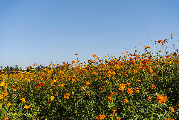 포토 JPG 주간 꽃 여러송이 꽃밭 자연 하늘 한국 풍경 사람없음 야외 가을풍경 맑음 가을 코스모스 인천 황화코스모스 국내포토 자연요소 식물 계절 아시아 다수 날씨 생태계 파일형식 가을_계절