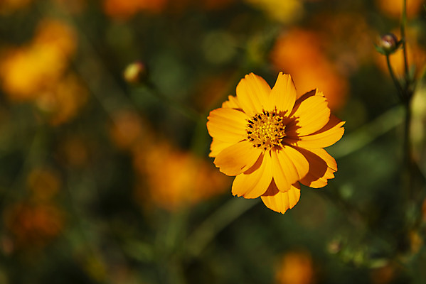 포토 JPG 주간 꽃 여러송이 꽃밭 자연 한국 풍경 사람없음 야외 아웃포커스 가을풍경 맑음 가을 코스모스 인천 황화코스모스 국내포토 자연요소 식물 계절 아시아 다수 날씨 촬영기법 생태계 파일형식 가을_계절