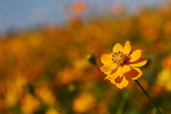 포토 JPG 주간 꽃 여러송이 꽃밭 자연 한국 풍경 사람없음 야외 아웃포커스 가을풍경 맑음 가을 코스모스 인천 황화코스모스 국내포토 자연요소 식물 계절 아시아 다수 날씨 촬영기법 생태계 파일형식 가을_계절