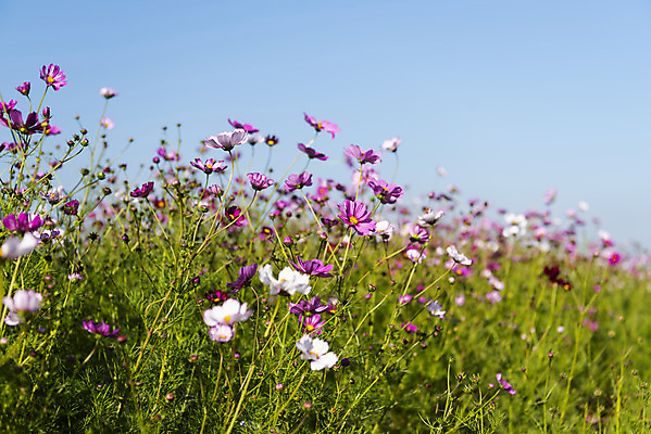 포토 JPG 주간 꽃 여러송이 꽃밭 자연 하늘 한국 풍경 사람없음 야외 가을풍경 맑음 가을 코스모스 인천 국내포토 자연요소 식물 계절 아시아 다수 날씨 생태계 파일형식 가을_계절