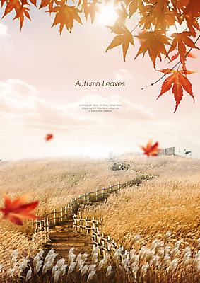 PSD 구름 편집이미지 단풍 낙엽 자연 따뜻함 갈대 풍경 사람없음 갈색 노을 가을풍경 가을 갈대밭 이미지편집 자연요소 식물 계절 컬러 잎 생태계 파일형식 가을_계절 갈대_식물