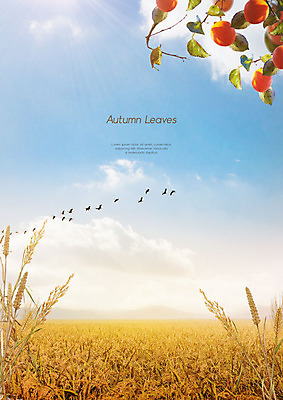 PSD 구름 편집이미지 하늘 따뜻함 감 갈대 사람없음 노란색 가을풍경 벼 가을 감나무 철새 논밭 이미지편집 자연요소 나무 식물 계절 컬러 밭 과일 조류 곡류 논 풍경 파일형식 가을_계절