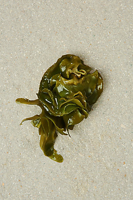 포토 JPG 스튜디오촬영 식재료 반찬 실내 누끼 사람없음 해조류 해초 오브젝트 미역 국내포토 음식 내부 해양식물 파일형식