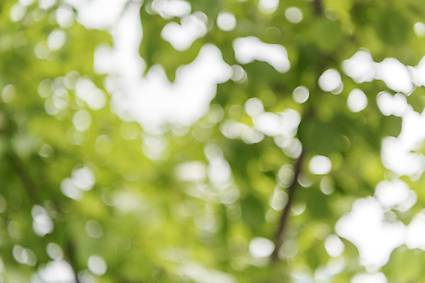 포토 JPG 주간 백그라운드 나뭇잎 풍경 사람없음 야외 아웃포커스 판교 편집소스 국내포토 자연요소 잎 촬영기법 분당 파일형식