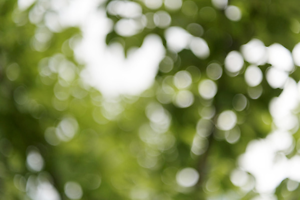 포토 JPG 주간 백그라운드 나뭇잎 풍경 사람없음 야외 아웃포커스 판교 편집소스 국내포토 자연요소 잎 촬영기법 분당 파일형식