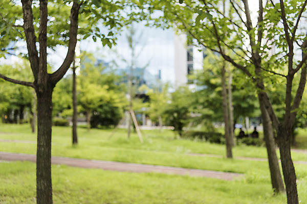 포토 JPG 주간 나무 공원 백그라운드 나뭇잎 풍경 사람없음 야외 아웃포커스 판교 편집소스 국내포토 자연요소 식물 공공시설 잎 촬영기법 분당 파일형식