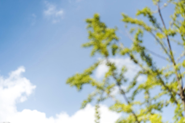 포토 JPG 주간 나무 구름 백그라운드 하늘 나뭇잎 풍경 사람없음 야외 아웃포커스 판교 편집소스 국내포토 자연요소 식물 잎 촬영기법 분당 파일형식