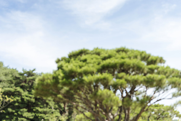 포토 JPG 주간 나무 구름 백그라운드 자연 하늘 풍경 사람없음 야외 아웃포커스 편집소스 국내포토 여주시 자연요소 식물 촬영기법 생태계 경기도 파일형식