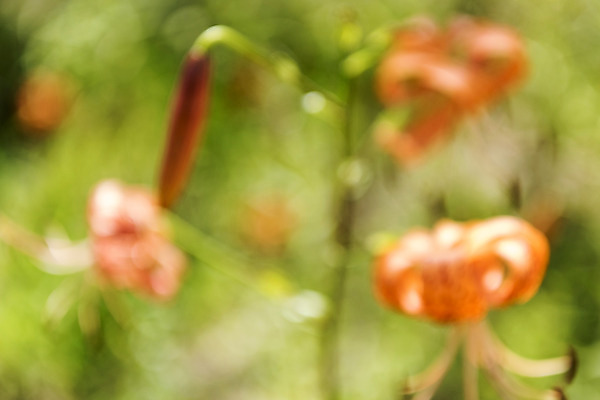 포토 JPG 주간 백그라운드 자연 풍경 사람없음 야외 아웃포커스 나리꽃 편집소스 국내포토 여주시 자연요소 꽃 촬영기법 생태계 경기도 파일형식