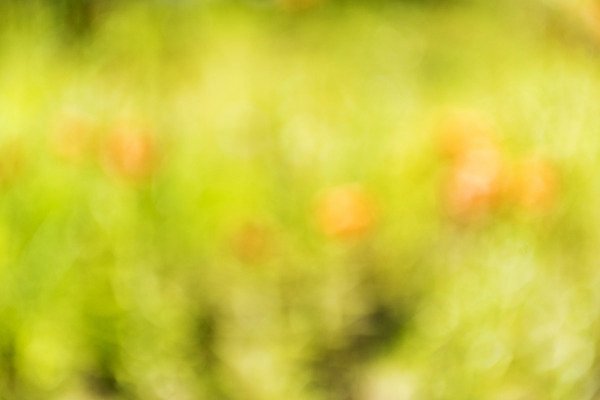 포토 JPG 주간 백그라운드 자연 풍경 사람없음 야외 아웃포커스 나리꽃 편집소스 국내포토 여주시 자연요소 꽃 촬영기법 생태계 경기도 파일형식