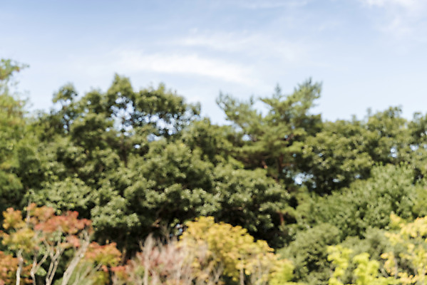 포토 JPG 주간 나무 구름 백그라운드 자연 하늘 풍경 사람없음 야외 아웃포커스 편집소스 국내포토 여주시 자연요소 식물 촬영기법 생태계 경기도 파일형식