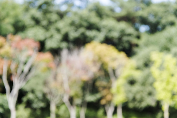 포토 JPG 주간 나무 백그라운드 자연 풍경 사람없음 야외 아웃포커스 편집소스 국내포토 여주시 자연요소 식물 촬영기법 생태계 경기도 파일형식