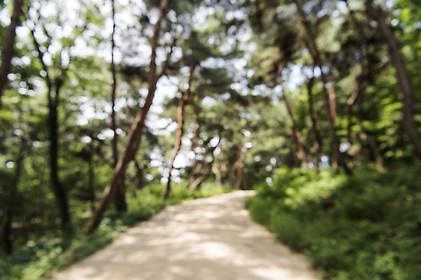 포토 JPG 주간 나무 백그라운드 자연 풍경 사람없음 야외 아웃포커스 산책로 편집소스 국내포토 여주시 자연요소 식물 길 촬영기법 생태계 경기도 파일형식