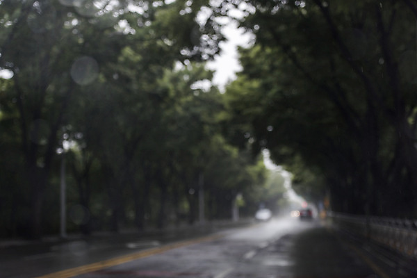 포토 JPG 주간 나무 도로 백그라운드 풍경 사람없음 야외 아웃포커스 여러개 도시 비 편집소스 국내포토 자연요소 식물 길 다수 교통시설 날씨 촬영기법 파일형식