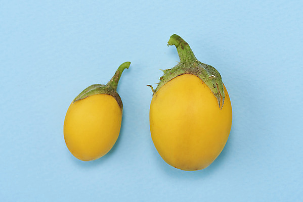 포토 JPG 스튜디오촬영 채소 가지 실내 누끼 사람없음 여름 하이앵글 두개 신선 유기농 파란배경 부드러움 편식 플랫레이 계란가지 국내포토 웰빙 계절 뷰포인트 백그라운드 2 내부 파란색 감각 플랫 식생활 파일형식