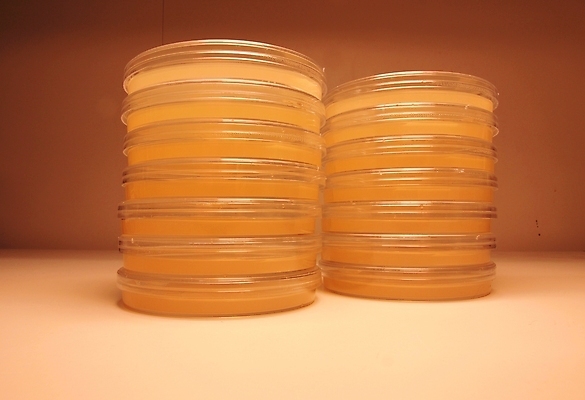 포토 JPG 해외이미지 접시 문화 과학 탁자 생물 세포 건강 실험 사람없음 빨간색 약 흰색 실험실 바이러스 질병 과학자 생물학 감염 미생물 암 박테리아 고립 해외포토 직업 식기 교육 컬러 가구 의학 학자 파일형식 이미지허브