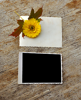 포토 JPG 해외이미지 꽃 종이 프레임 사람없음 나뭇결 폴라로이드사진 목업 해외포토 식물 폴라로이드 파일형식 이미지허브