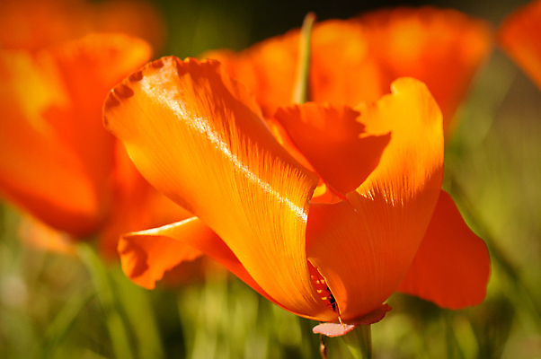 포토 JPG 해외이미지 식물 꽃 백그라운드 잎 꽃무늬 패턴 오렌지 자연 사람없음 초록색 여름 빛 햇빛 태양 노란색 정원 봄 펼침 성장 신선 오픈 황금 캘리포니아 양귀비 내추럴 원예사 해외포토 자연요소 직업 계절 컬러 무늬 과일 모션 미국 생태계 파일형식 이미지허브