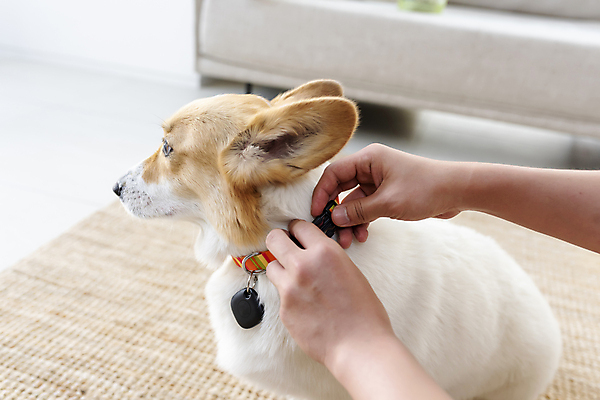 포토 JPG 한마리 손 반려견 가족 실내 스마트라이프 신체부위 스마트기기 반려동물 잡기 강아지 안심 블루투스 목줄 웰시코기 위치추적 정보기기 웨어러블 걸기 4차산업 스마트태그 국내포토 동물 1 라이프스타일 산업 관계 모션 육류 사람 내부 전자제품 기계 개 추적 파일형식 반려용품