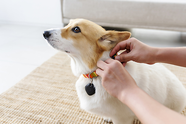 포토 JPG 한마리 손 반려견 가족 실내 스마트라이프 신체부위 스마트기기 반려동물 강아지 안심 블루투스 목줄 웰시코기 위치추적 정보기기 웨어러블 걸기 4차산업 스마트태그 국내포토 동물 1 라이프스타일 산업 관계 모션 육류 사람 내부 전자제품 기계 개 추적 파일형식 반려용품
