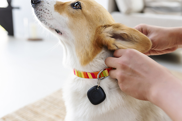 포토 JPG 한마리 손 반려견 가족 실내 스마트라이프 근접촬영 아웃포커스 신체부위 스마트기기 반려동물 잡기 강아지 안심 블루투스 목줄 웰시코기 위치추적 정보기기 웨어러블 걸기 4차산업 스마트태그 국내포토 동물 1 라이프스타일 산업 뷰포인트 관계 모션 촬영기법 육류 사람 내부 전자제품 기계 개 추적 파일형식 반려용품