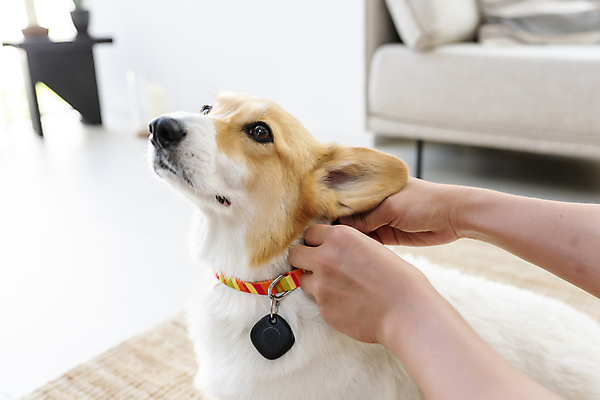 포토 JPG 한마리 손 반려견 가족 실내 스마트라이프 아웃포커스 신체부위 스마트기기 반려동물 잡기 강아지 안심 블루투스 목줄 웰시코기 위치추적 정보기기 웨어러블 걸기 4차산업 스마트태그 국내포토 동물 1 라이프스타일 산업 관계 모션 촬영기법 육류 사람 내부 전자제품 기계 개 추적 파일형식 반려용품