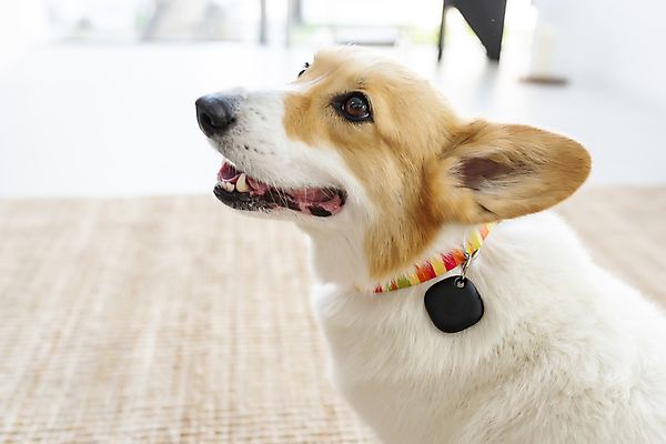 포토 JPG 한마리 반려견 가족 실내 스마트라이프 사람없음 아웃포커스 스마트기기 반려동물 강아지 안심 블루투스 목줄 동물라이프 웰시코기 위치추적 정보기기 웨어러블 4차산업 스마트태그 국내포토 동물 1 라이프스타일 산업 관계 촬영기법 육류 내부 전자제품 기계 개 추적 파일형식 반려용품