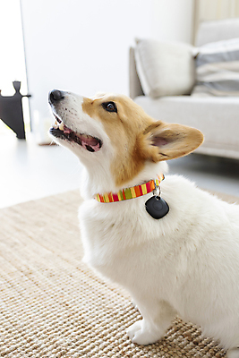 포토 JPG 한마리 반려견 가족 실내 스마트라이프 사람없음 아웃포커스 스마트기기 반려동물 강아지 안심 블루투스 목줄 동물라이프 웰시코기 위치추적 정보기기 웨어러블 4차산업 스마트태그 국내포토 동물 1 라이프스타일 산업 관계 촬영기법 육류 내부 전자제품 기계 개 추적 파일형식 반려용품