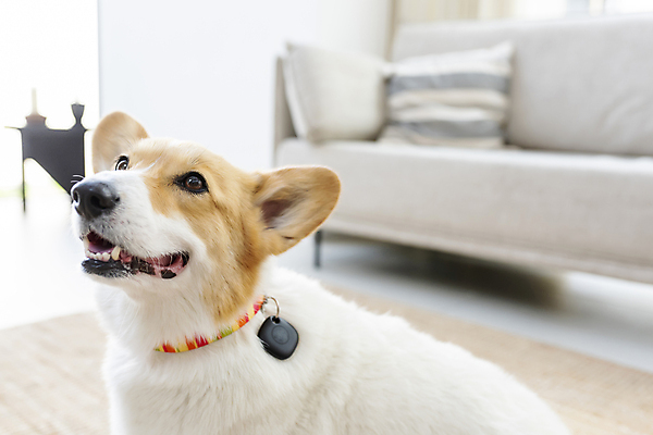 포토 JPG 한마리 반려견 가족 실내 스마트라이프 사람없음 아웃포커스 스마트기기 반려동물 소파 강아지 안심 블루투스 목줄 동물라이프 웰시코기 위치추적 정보기기 웨어러블 4차산업 스마트태그 국내포토 동물 1 라이프스타일 산업 의자 관계 촬영기법 육류 내부 전자제품 기계 개 추적 파일형식 반려용품