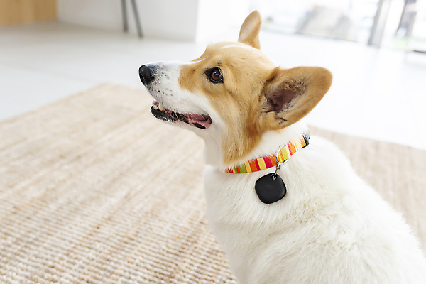 포토 JPG 한마리 반려견 가족 실내 스마트라이프 사람없음 아웃포커스 스마트기기 반려동물 강아지 안심 블루투스 목줄 동물라이프 웰시코기 위치추적 정보기기 웨어러블 4차산업 스마트태그 국내포토 동물 1 라이프스타일 산업 관계 촬영기법 육류 내부 전자제품 기계 개 추적 파일형식 반려용품