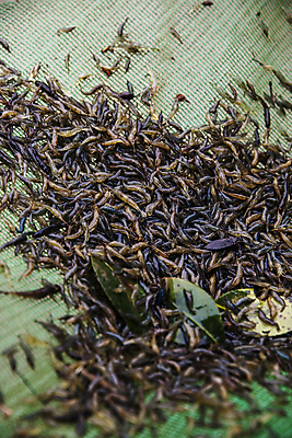 포토 JPG 주간 식재료 사람없음 야외 전라남도 특산물 젓갈 강진 토하 국내포토 자연요소 음식 새우 전라도 파일형식