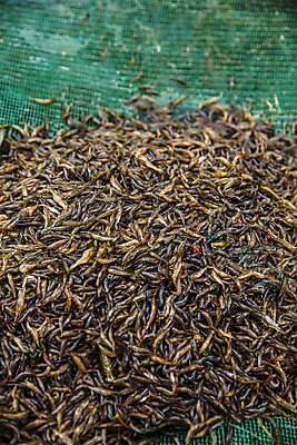 포토 JPG 주간 식재료 사람없음 야외 전라남도 특산물 젓갈 강진 토하 국내포토 자연요소 음식 새우 전라도 파일형식