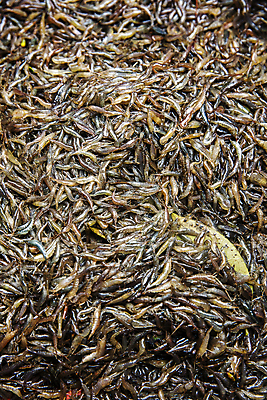 포토 JPG 주간 식재료 사람없음 야외 전라남도 가득함 특산물 젓갈 강진 토하 국내포토 자연요소 음식 새우 전라도 파일형식