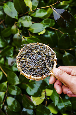포토 JPG 주간 손 잎 식재료 들기 야외 신체부위 전라남도 국자 담기 특산물 젓갈 강진 토하 국내포토 자연요소 식물 음식 모션 주방용품 새우 사람 전라도 파일형식