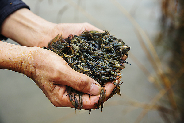 포토 JPG 주간 손 식재료 들기 야외 아웃포커스 신체부위 전라남도 가득함 특산물 젓갈 강진 토하 국내포토 자연요소 음식 모션 새우 촬영기법 사람 전라도 파일형식