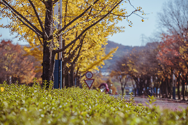 포토 JPG 주간 사람없음 야외 가을풍경 가을 소프트포커스 관목 은행잎 도로표지판 은행나무 경기도 인천 인천대공원 국내포토 자연요소 나무 계절 공원 도로 잎 한국 촬영기법 풍경 표지판 파일형식 가을_계절