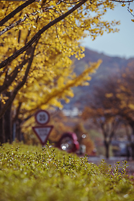 포토 JPG 주간 사람없음 야외 아웃포커스 가을풍경 가을 소프트포커스 관목 은행잎 도로표지판 은행나무 경기도 인천 인천대공원 국내포토 자연요소 나무 계절 공원 도로 잎 한국 촬영기법 풍경 표지판 파일형식 가을_계절