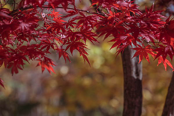포토 JPG 주간 단풍 사람없음 야외 아웃포커스 가을풍경 가을 보케 경기도 인천 인천대공원 국내포토 자연요소 계절 공원 잎 한국 촬영기법 풍경 파일형식 가을_계절