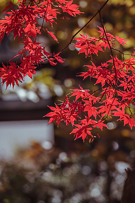 포토 JPG 주간 단풍 사람없음 야외 아웃포커스 가을풍경 가을 보케 경기도 인천 인천대공원 국내포토 자연요소 계절 공원 잎 한국 촬영기법 풍경 파일형식 가을_계절
