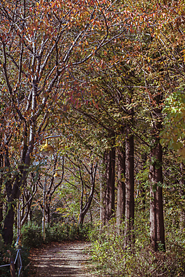 포토 JPG 주간 나무 사람없음 야외 가을풍경 산책로 가을 숲길 경기도 인천 인천대공원 국내포토 자연요소 식물 계절 공원 길 한국 풍경 파일형식 가을_계절
