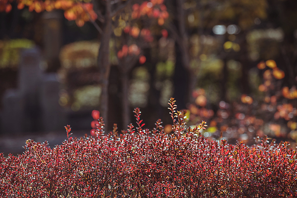 포토 JPG 주간 단풍 사람없음 야외 아웃포커스 가을풍경 가을 관목 경기도 인천 인천대공원 국내포토 자연요소 나무 계절 공원 잎 한국 촬영기법 풍경 파일형식 가을_계절