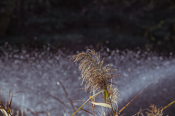 포토 JPG 주간 사람없음 야외 아웃포커스 가을풍경 가을 억새 경기도 인천 인천대공원 국내포토 자연요소 식물 계절 공원 한국 촬영기법 풍경 파일형식 가을_계절
