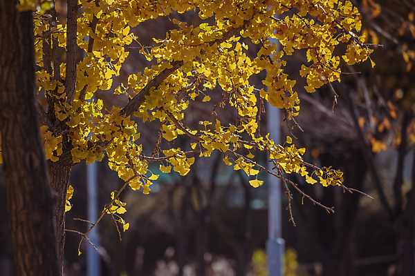 포토 JPG 주간 사람없음 야외 아웃포커스 가을풍경 가을 은행잎 은행나무 경기도 인천 인천대공원 국내포토 자연요소 나무 계절 공원 잎 한국 촬영기법 풍경 파일형식 가을_계절