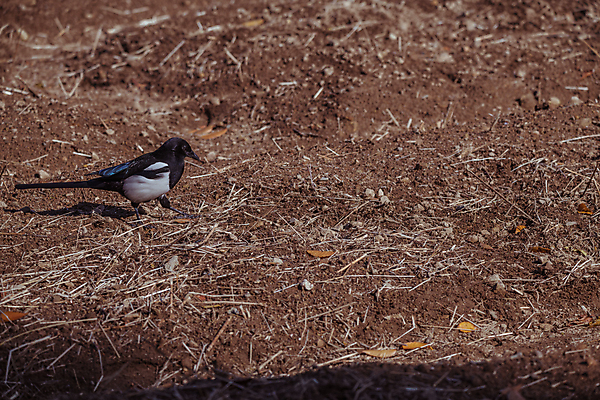 포토 JPG 주간 한마리 사람없음 야외 가을풍경 가을 까치 경기도 인천 땅바닥 인천대공원 국내포토 자연요소 1 계절 공원 조류 바닥 한국 풍경 파일형식 가을_계절
