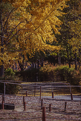 포토 JPG 주간 사람없음 야외 울타리 가을풍경 산책로 가을 은행잎 은행나무 경기도 인천 인천대공원 국내포토 자연요소 나무 계절 공원 길 잎 한국 풍경 담장 파일형식 가을_계절
