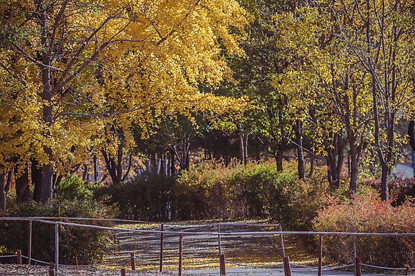 포토 JPG 주간 사람없음 야외 울타리 가을풍경 산책로 가을 은행잎 은행나무 경기도 인천 인천대공원 국내포토 자연요소 나무 계절 공원 길 잎 한국 풍경 담장 파일형식 가을_계절